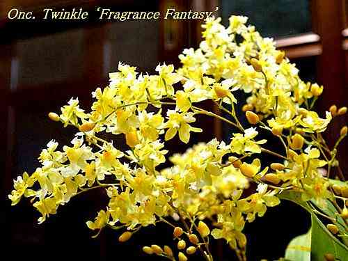 Oncidium Twinkle 'Fragrance Fantasy'